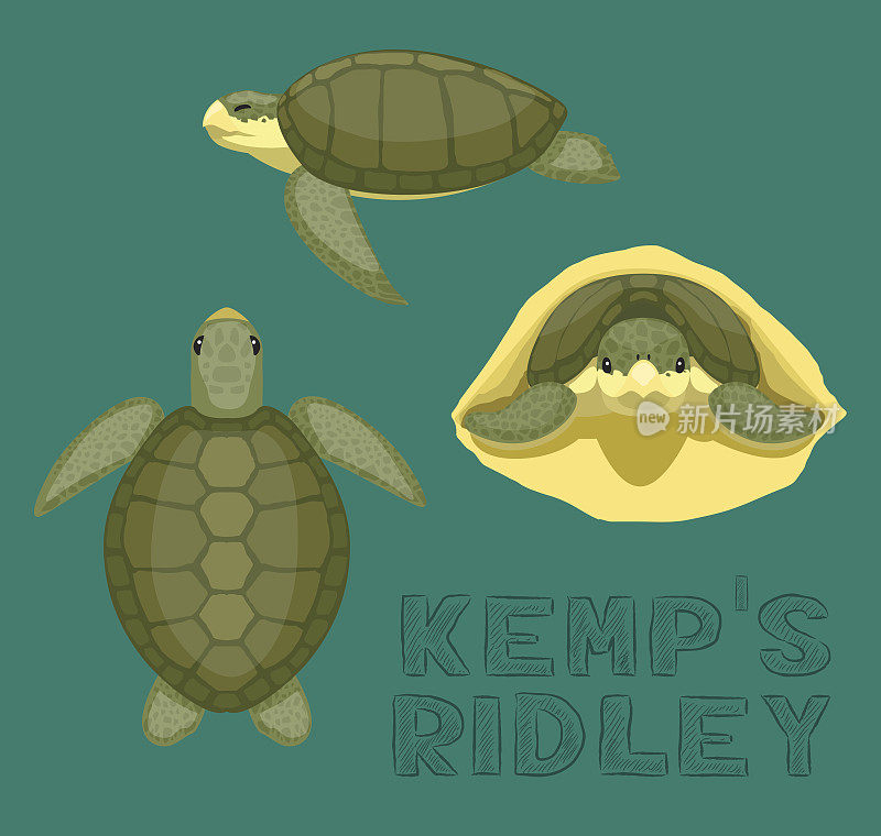 Sea Turtle Kemp's Ridley Cartoon Vector Illustration